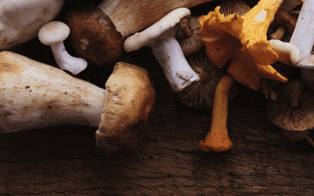 Funghi in tavola al Vin Bistrot a Moncalieri: il gusto autentico della stagione